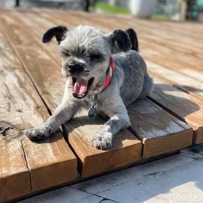 Enlarge Ms. Gray, a ADOPTABLE Shih Tzu in Miami, FL image 3/3