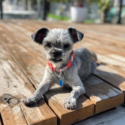 Enlarge Ms. Gray, a ADOPTABLE Shih Tzu in Miami, FL image 2/3