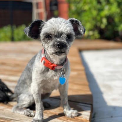Enlarge Ms. Gray, a ADOPTABLE Shih Tzu in Miami, FL image 1/3