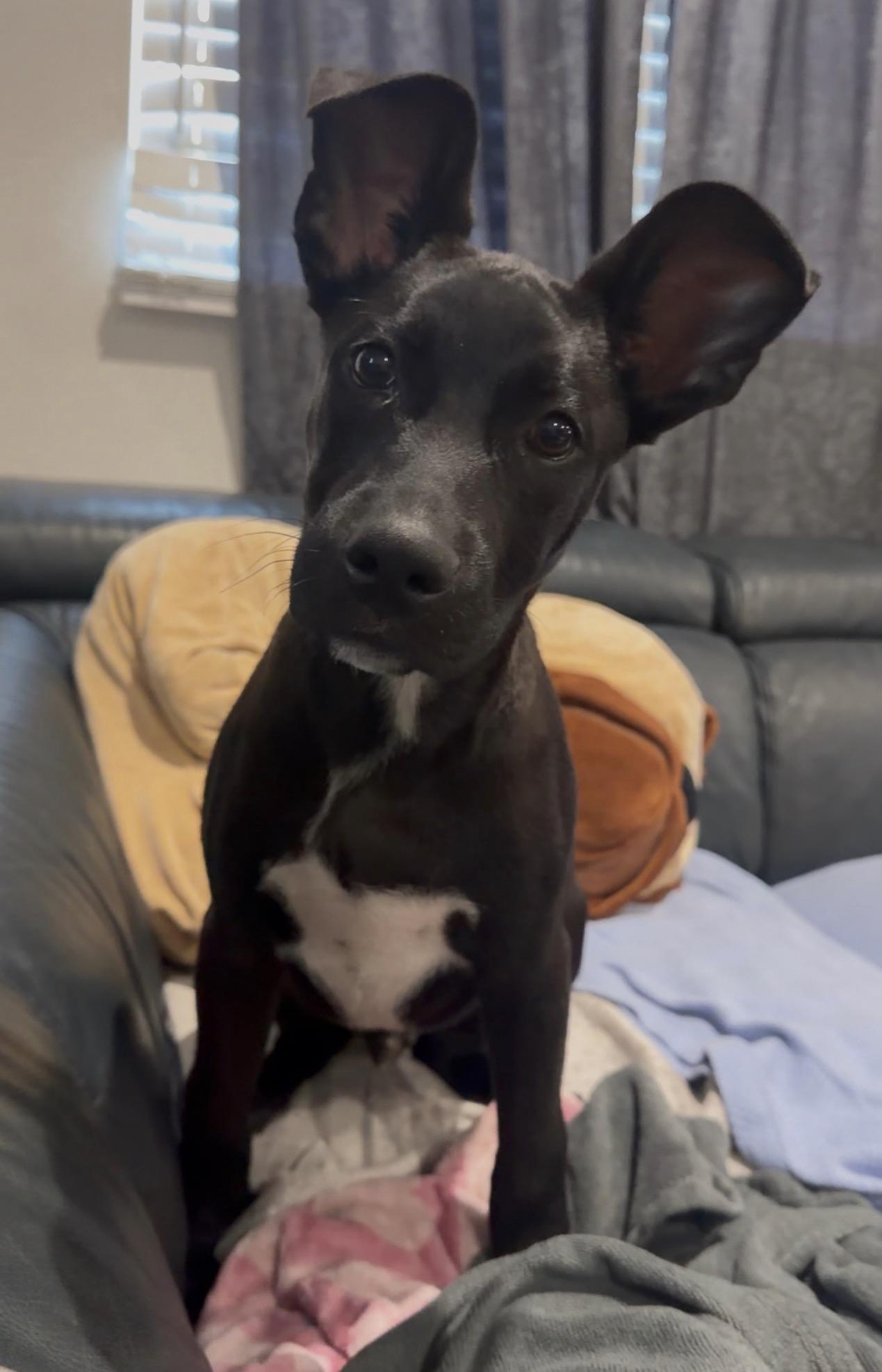 Enlarge Romeo, a Adoptable mixed breed in Simi Valley, CA image 1/3