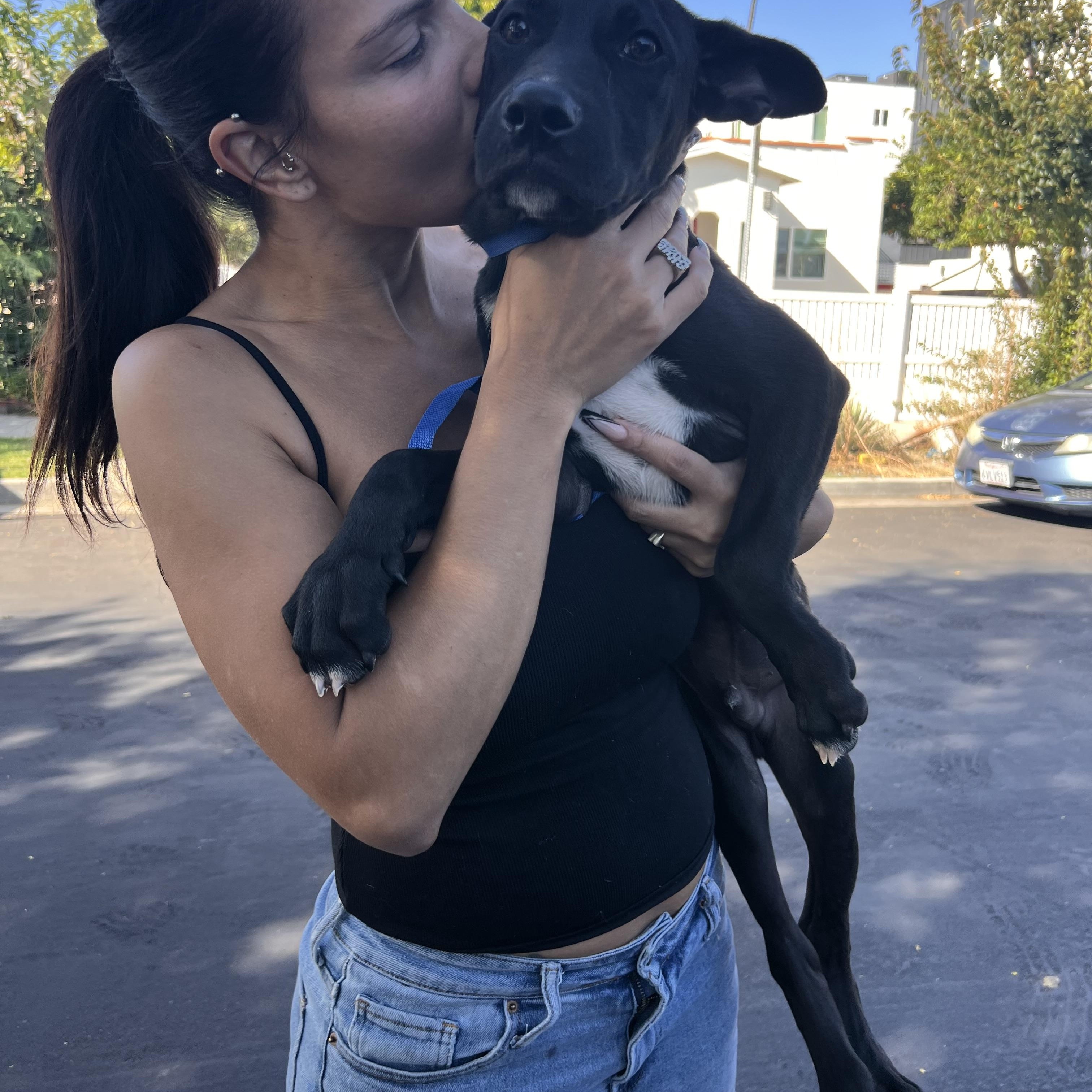 Enlarge Romeo, a Adoptable mixed breed in Simi Valley, CA image 2/3