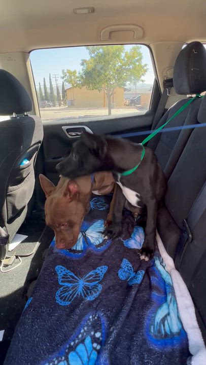 Enlarge Romeo, a Adoptable mixed breed in Simi Valley, CA video 3/3