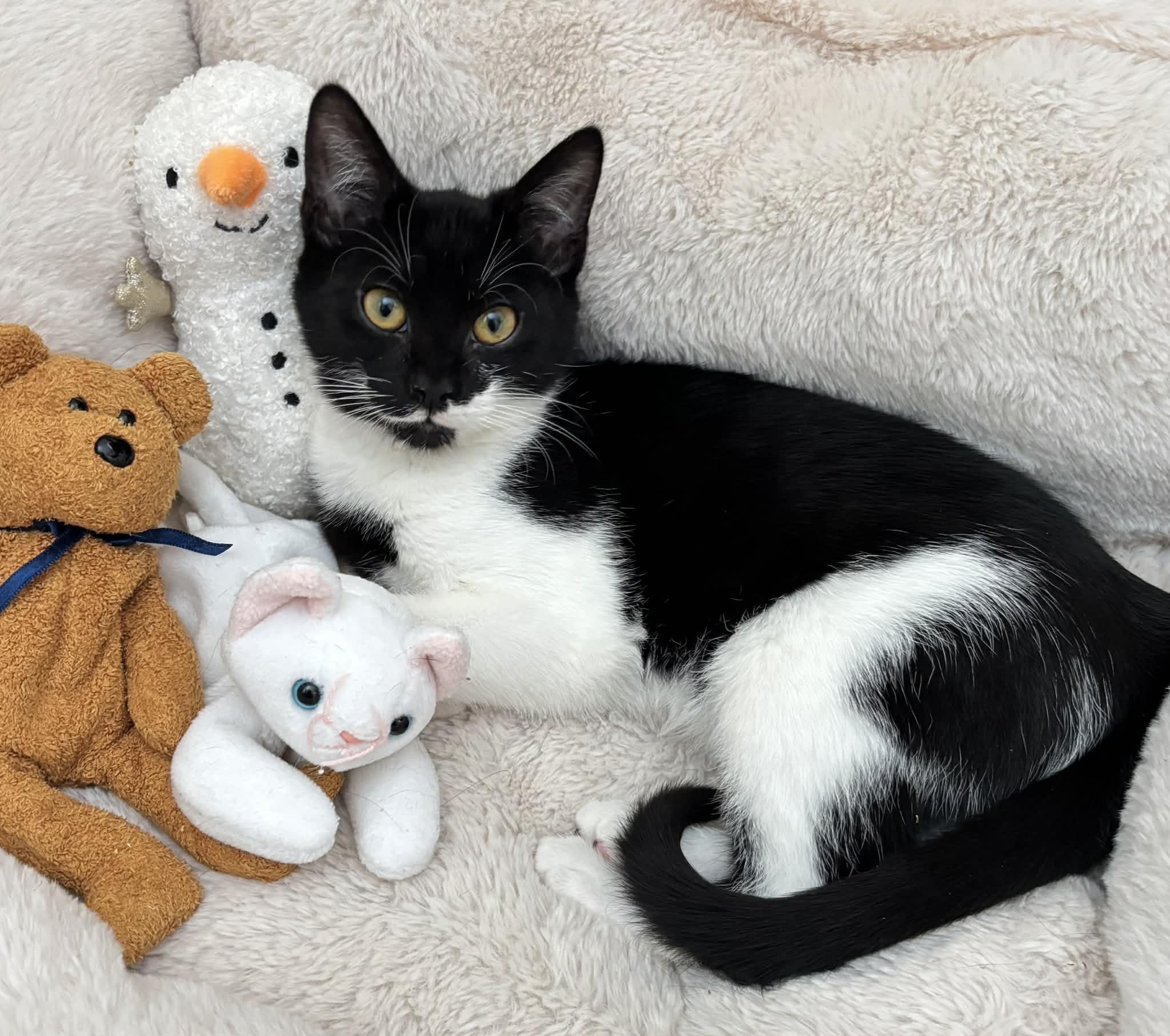 Enlarge Kit is kitty spectacular - GOOFY TUXIE ANGEL! Can go solo too!, a Adoptable mixed breed in Bedford Hills, NY image 1/6