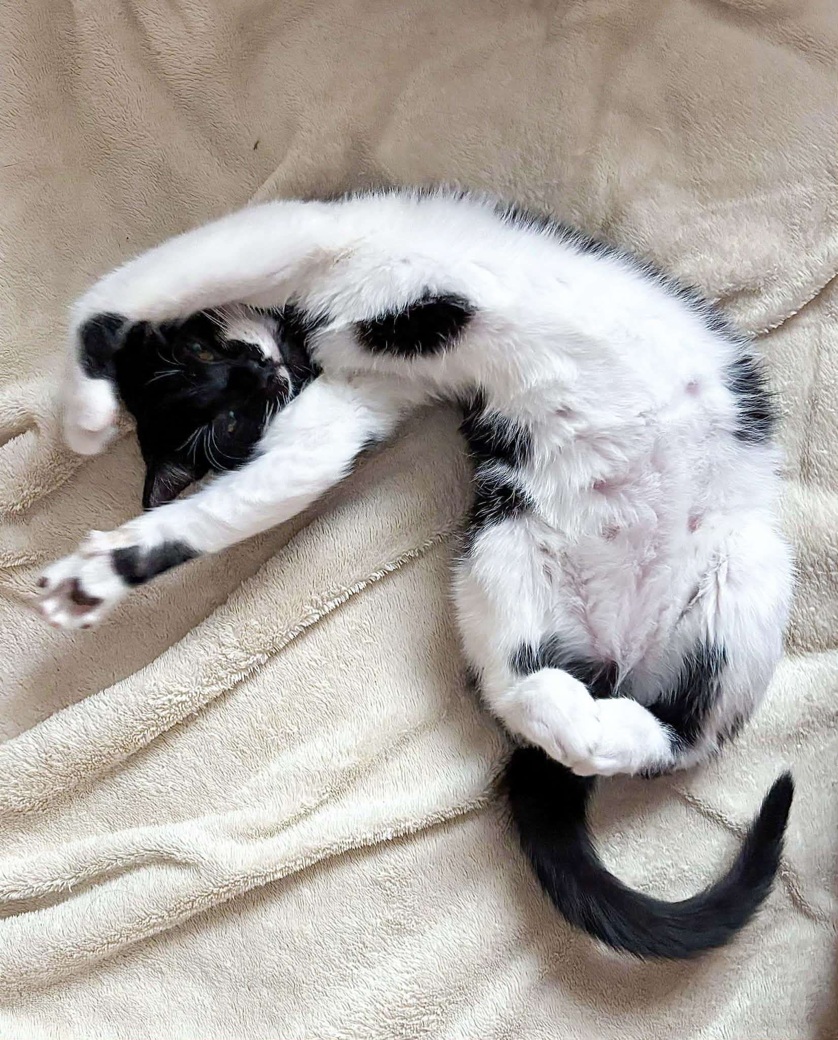 Enlarge Kit is kitty spectacular - GOOFY TUXIE ANGEL! Can go solo too!, a Adoptable mixed breed in Bedford Hills, NY image 2/6