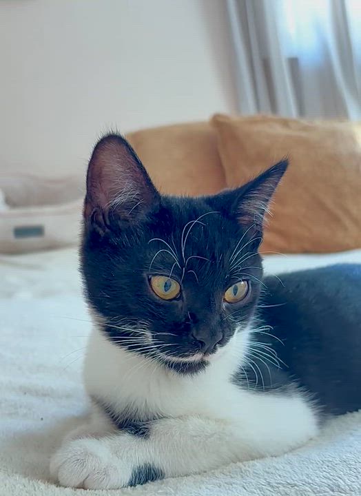 Enlarge Kit is kitty spectacular - GOOFY TUXIE ANGEL! Can go solo too!, a Adoptable mixed breed in Bedford Hills, NY video 6/6