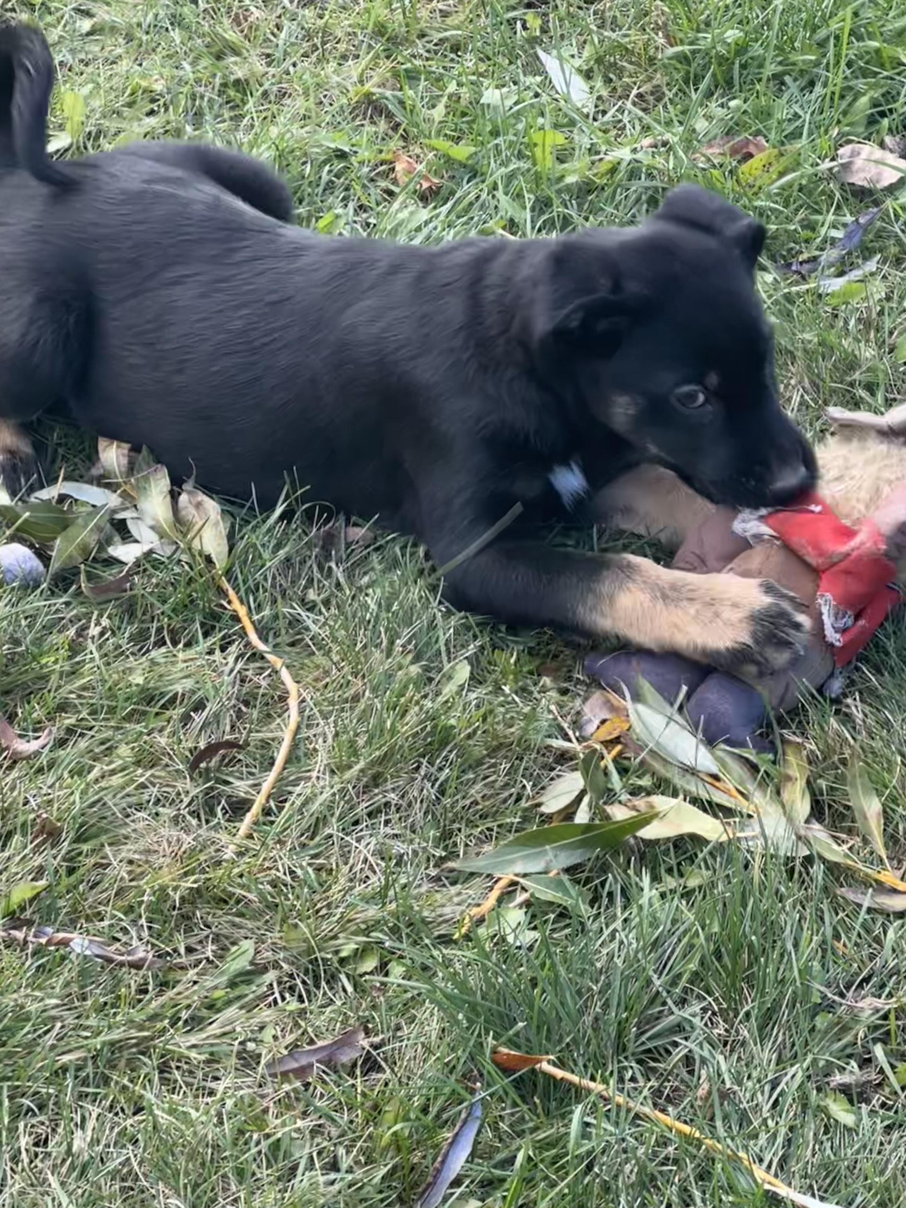 Cookie, an adoptable German Shepherd Dog in Winnipeg, MB image 3/5