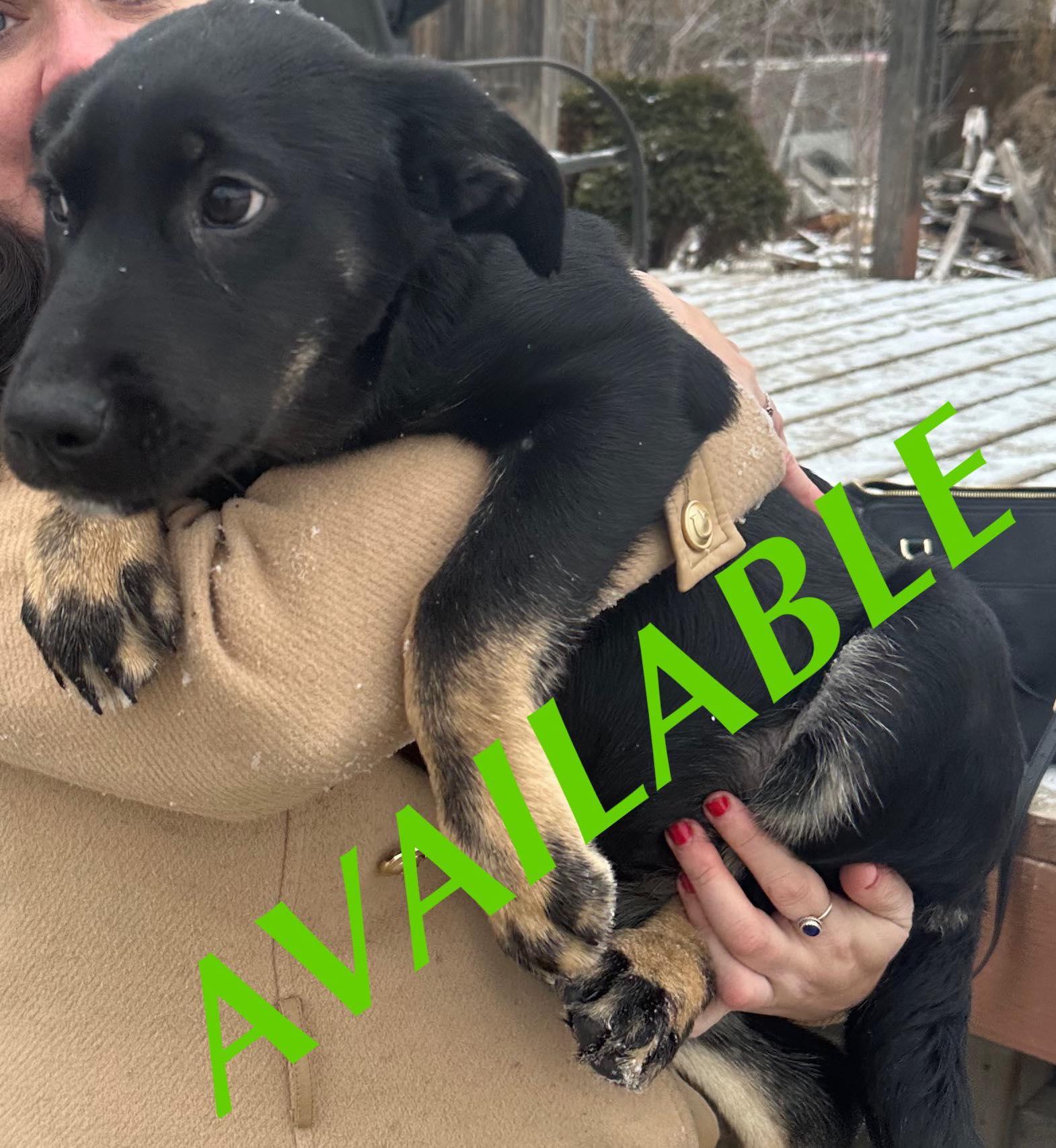 Cookie, an adoptable German Shepherd Dog in Winnipeg, MB image 2/5