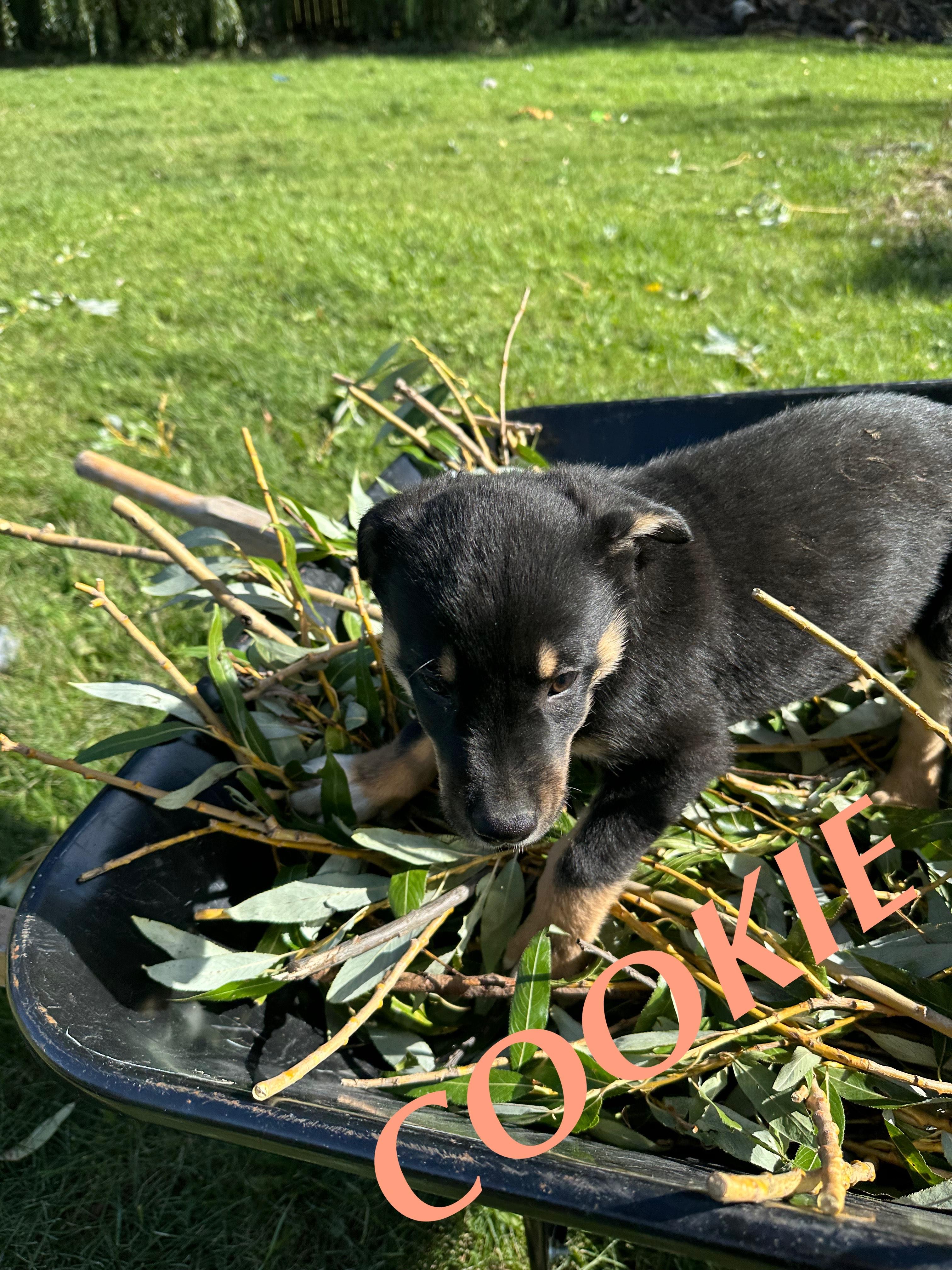 Cookie, an adoptable German Shepherd Dog in Winnipeg, MB, R2C 3A4 | Photo Image 6