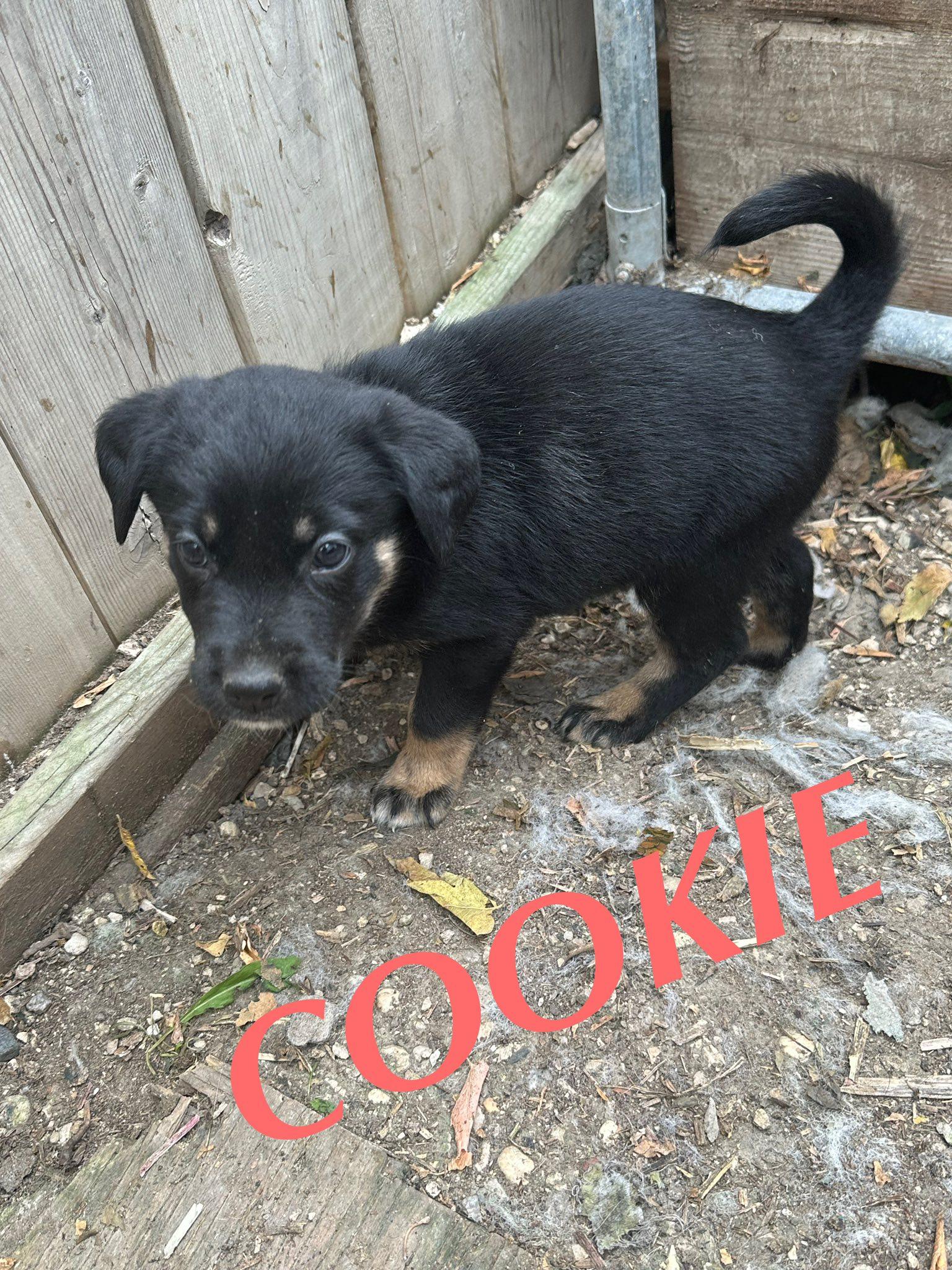Cookie, an adoptable German Shepherd Dog in Winnipeg, MB image 5/5