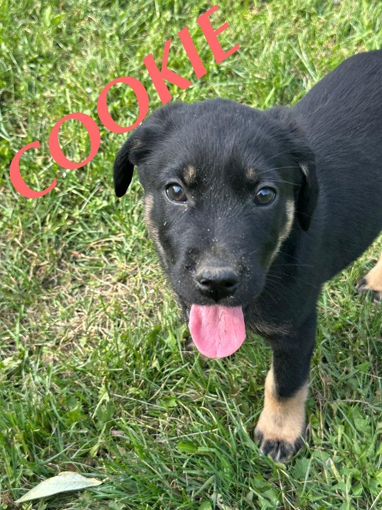 Cookie, an adoptable German Shepherd Dog in Winnipeg, MB, R2C 3A4 | Photo Image 5