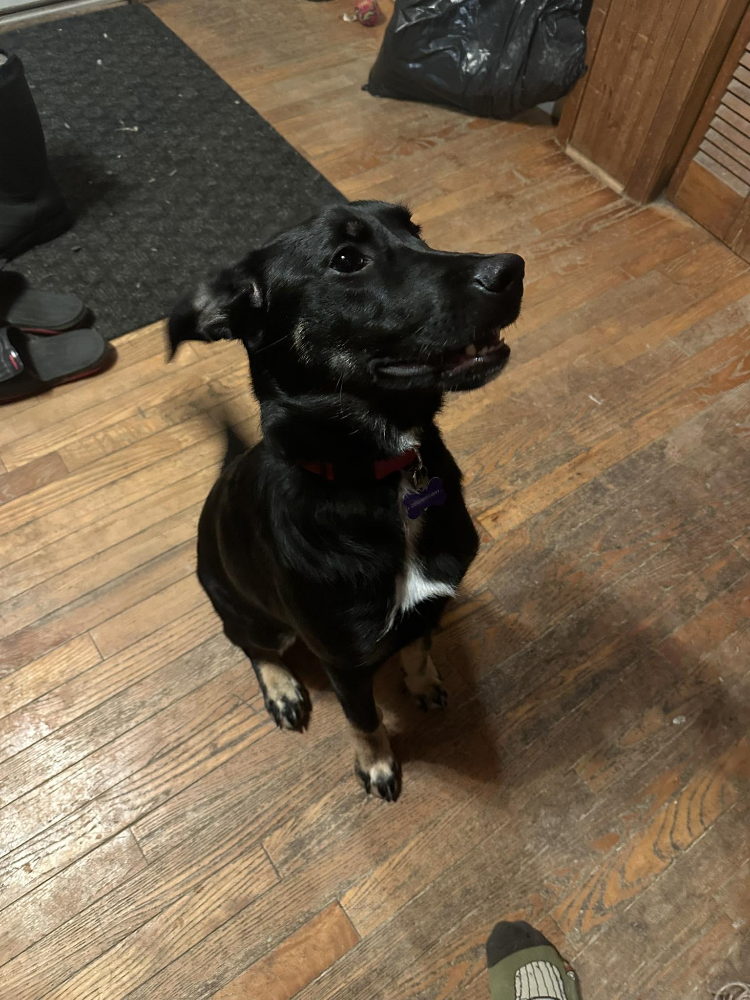 Cookie, adoptable, Puppy Female German Shepherd Dog.