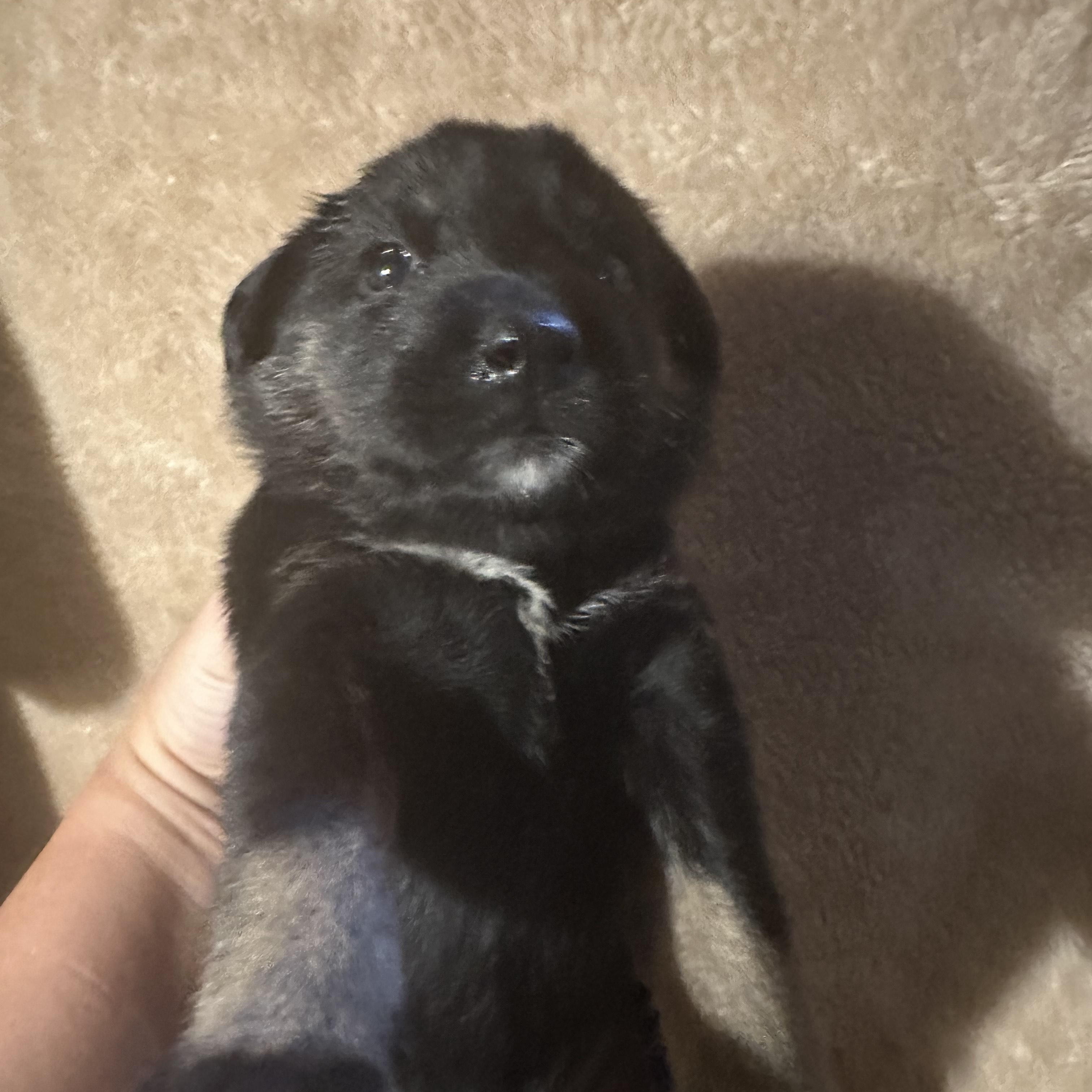 Cookie, an adoptable German Shepherd Dog, Rottweiler in Winnipeg, MB, R2C 3A4 | Photo Image 2