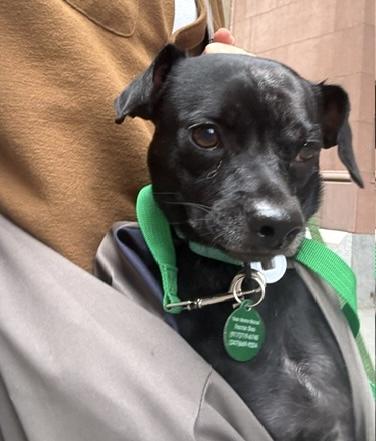 Enlarge Steve, a ADOPTABLE mixed breed in Brooklyn, NY image 3/6