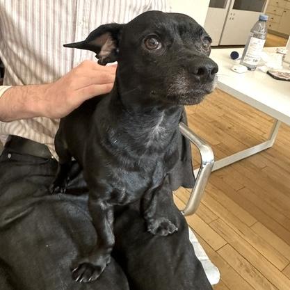 Steve, ADOPTABLE, Young Male Chihuahua.