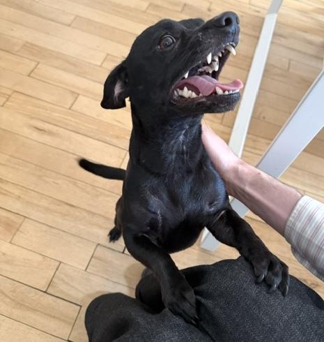 Enlarge Steve, a ADOPTABLE mixed breed in Brooklyn, NY image 2/6