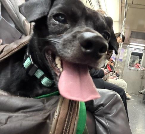 Enlarge Steve, a ADOPTABLE mixed breed in Brooklyn, NY image 6/6