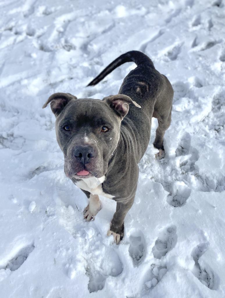Griffin, a Adoptable mixed breed in Hartford City, IN image 2/6