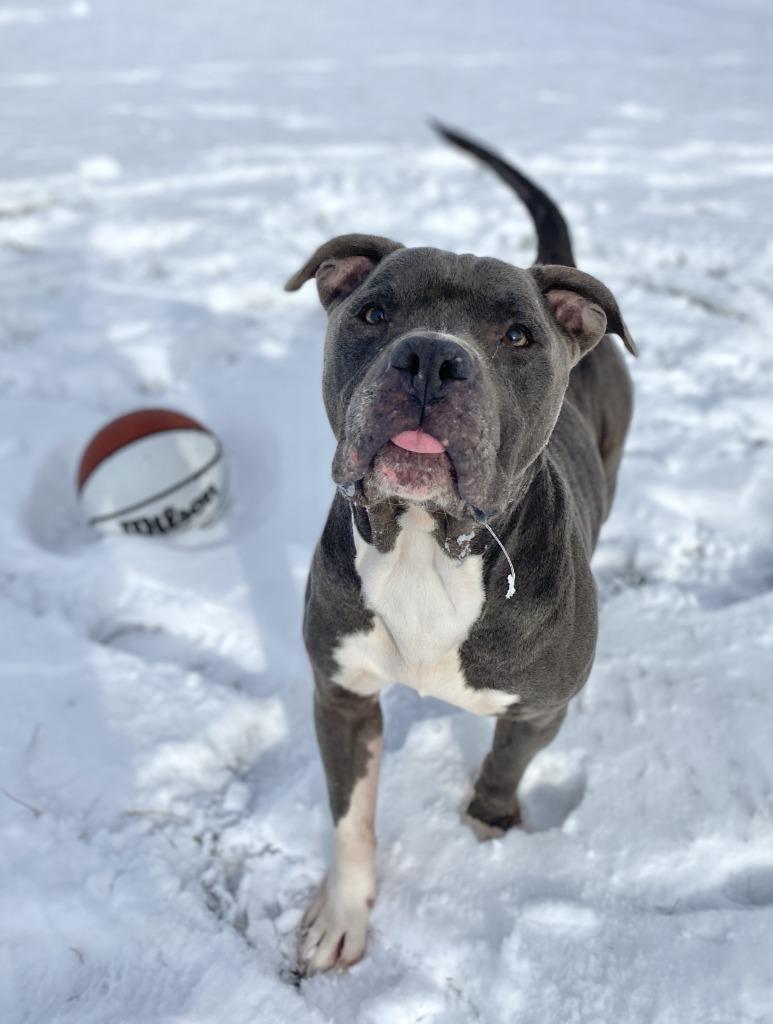 Griffin, a Adoptable mixed breed in Hartford City, IN image 3/6