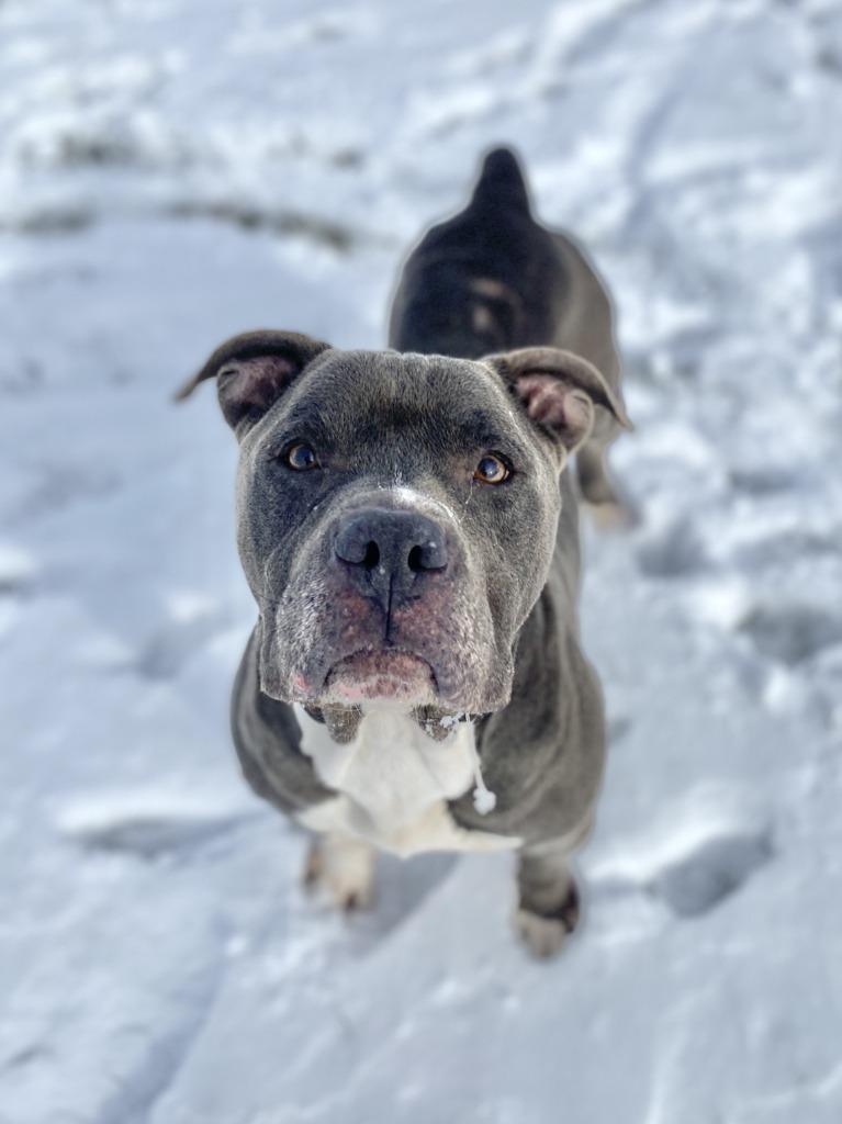 Griffin, a Adoptable mixed breed in Hartford City, IN image 4/6