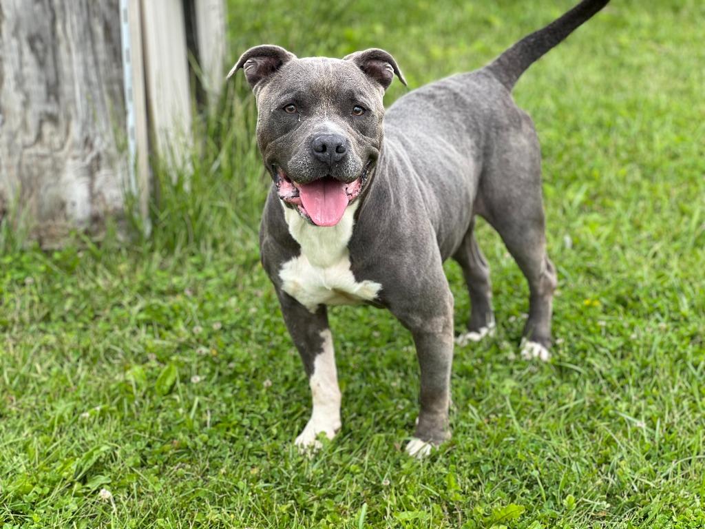 Enlarge Griffin, a Adoptable mixed breed in Hartford City, IN image 4/5