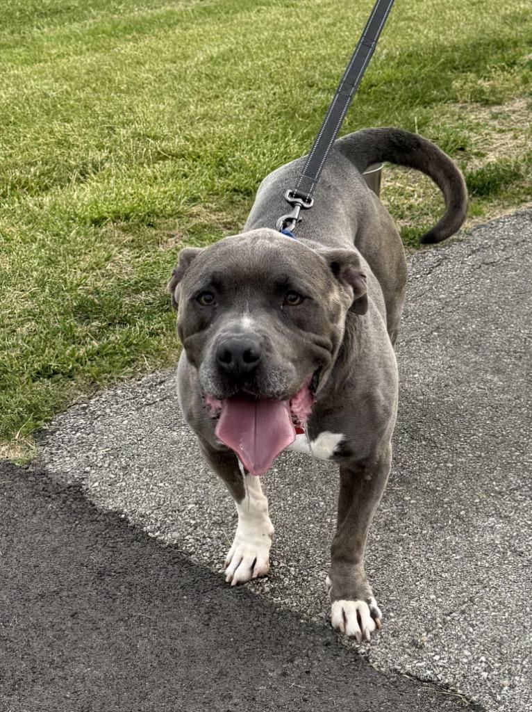 Griffin, a Adoptable mixed breed in Hartford City, IN image 5/6