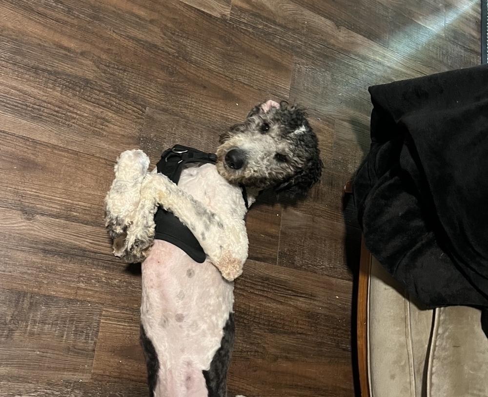 Enlarge Dahsum, a Adoptable Poodle in Silver Spring, MD image 2/6