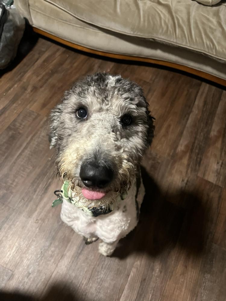 Enlarge Dahsum, a Adoptable Poodle in Silver Spring, MD image 3/6