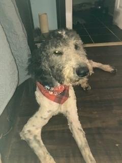 Enlarge Dahsum, a Adoptable Poodle in Silver Spring, MD image 4/6