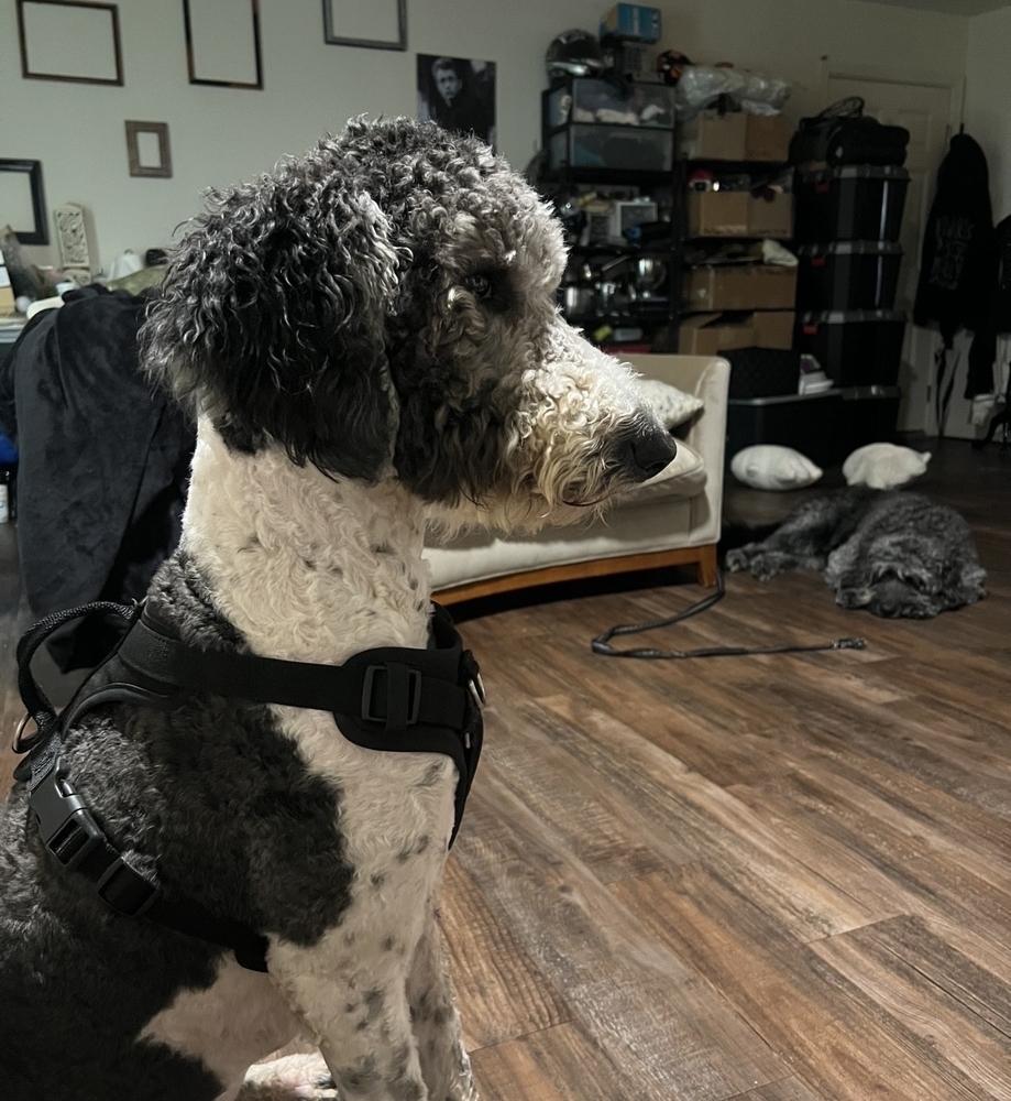Enlarge Dahsum, a Adoptable Poodle in Silver Spring, MD image 5/6