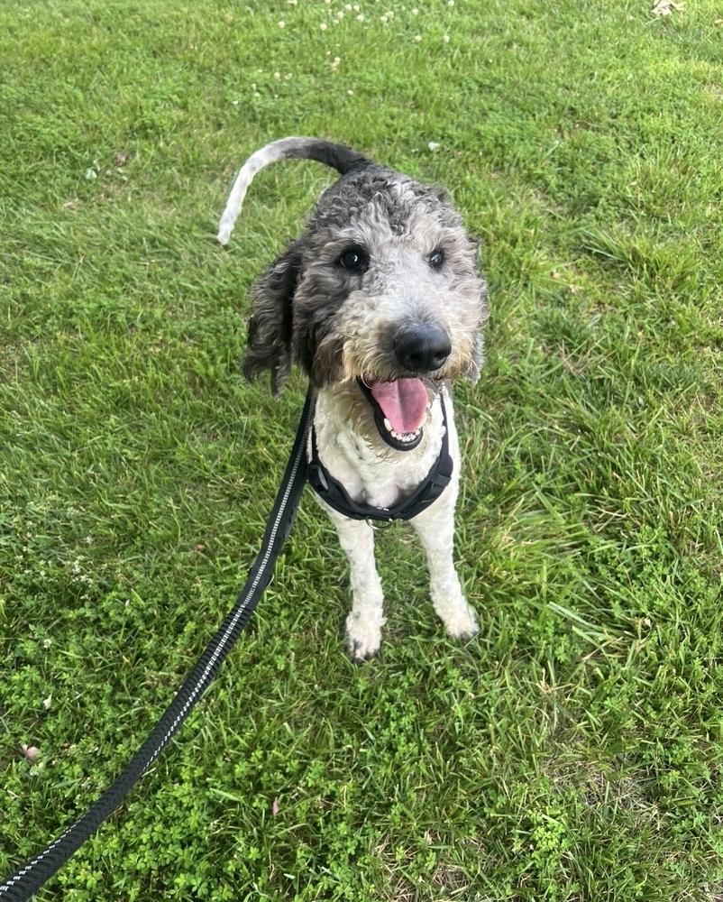 Enlarge Dahsum, a Adoptable Poodle in Silver Spring, MD image 1/6