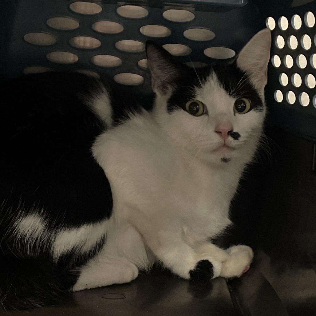 Enlarge Onyx, a Adoptable Domestic Short Hair in Port Charlotte, FL image 1/3