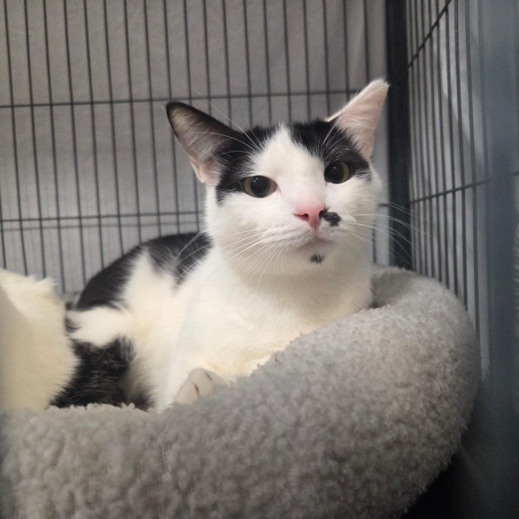 Enlarge Onyx, a Adoptable Domestic Short Hair in Port Charlotte, FL image 2/3