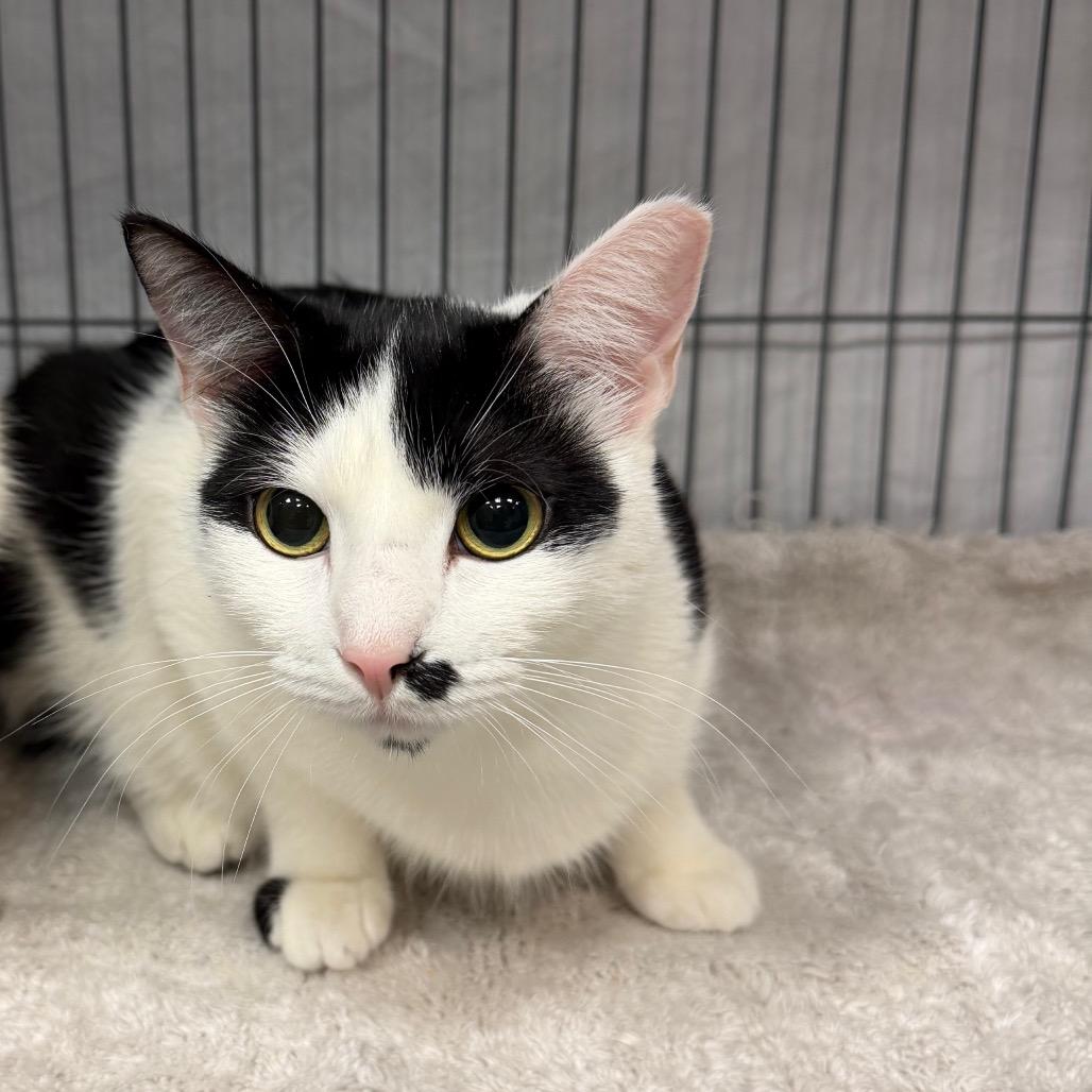 Enlarge Onyx, a Adoptable Domestic Short Hair in Port Charlotte, FL image 3/3