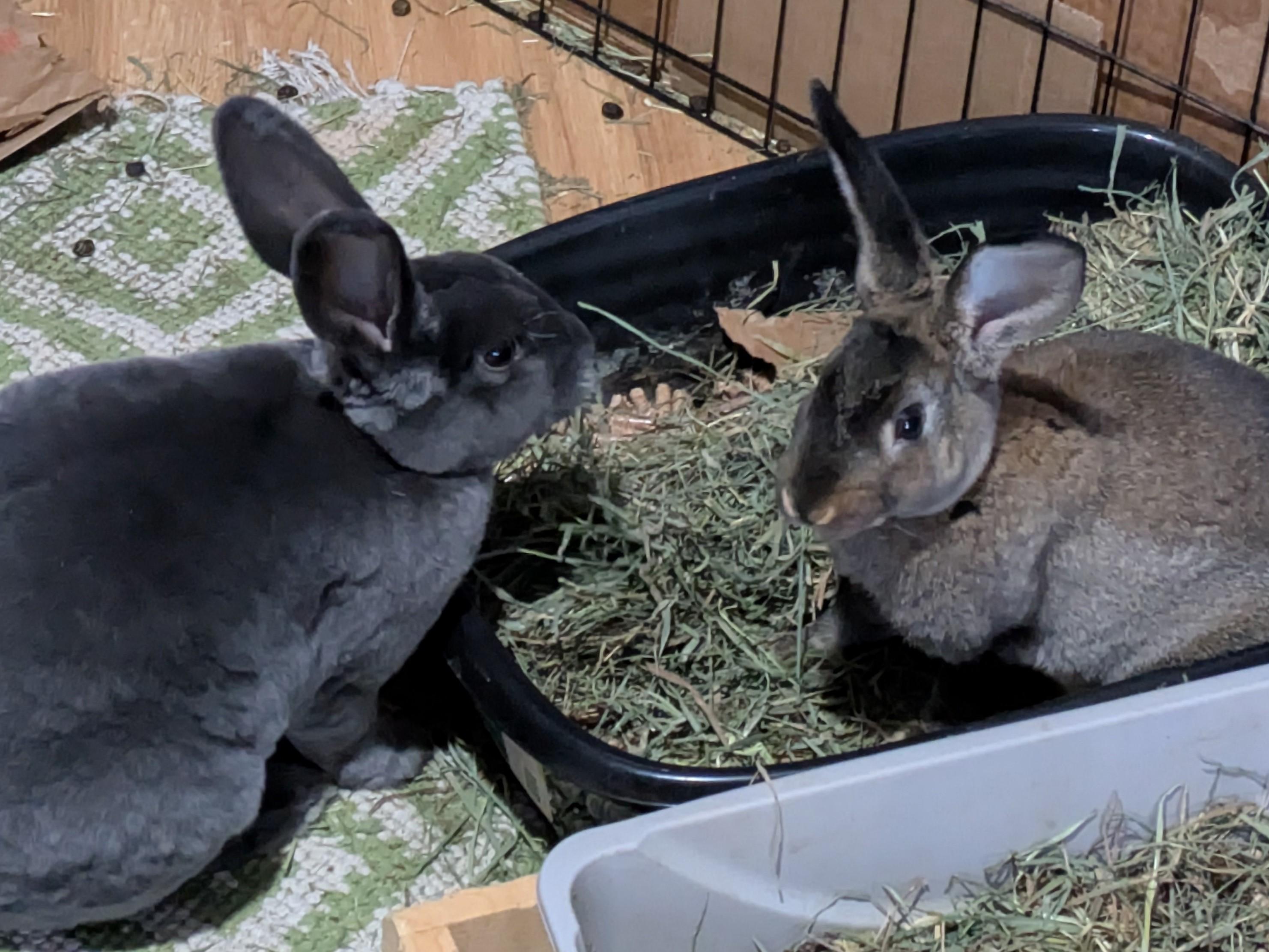 Enlarge Velvet & Snickerdoodle, a ADOPTABLE Rex in Lee's Summit, MO image 2/2
