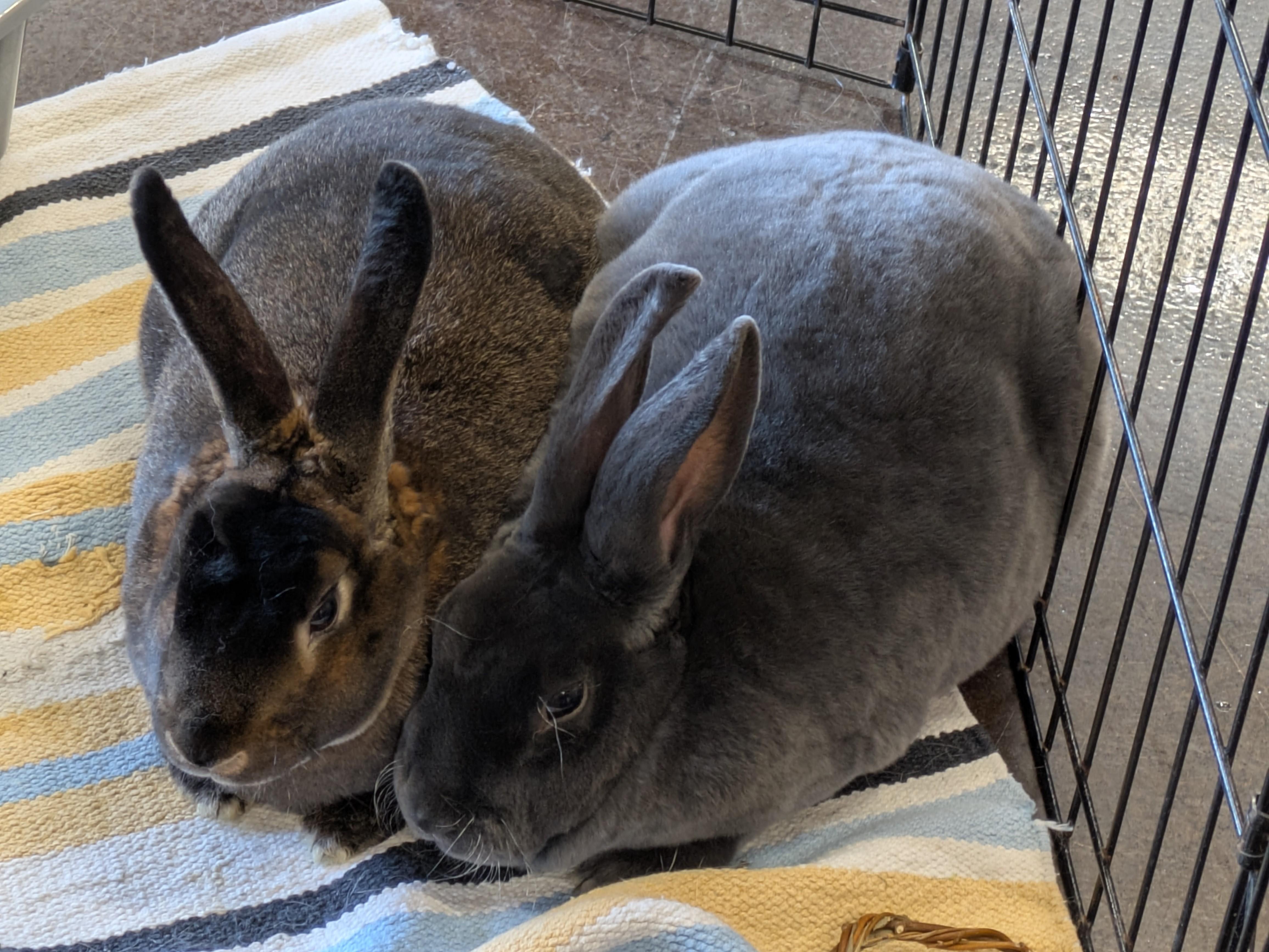 Enlarge Velvet & Snickerdoodle, a ADOPTABLE Rex in Lee's Summit, MO image 1/2