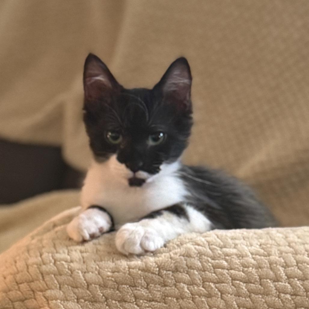 Elvis, a Adoptable Domestic Medium Hair in Peyton, CO image 5/6