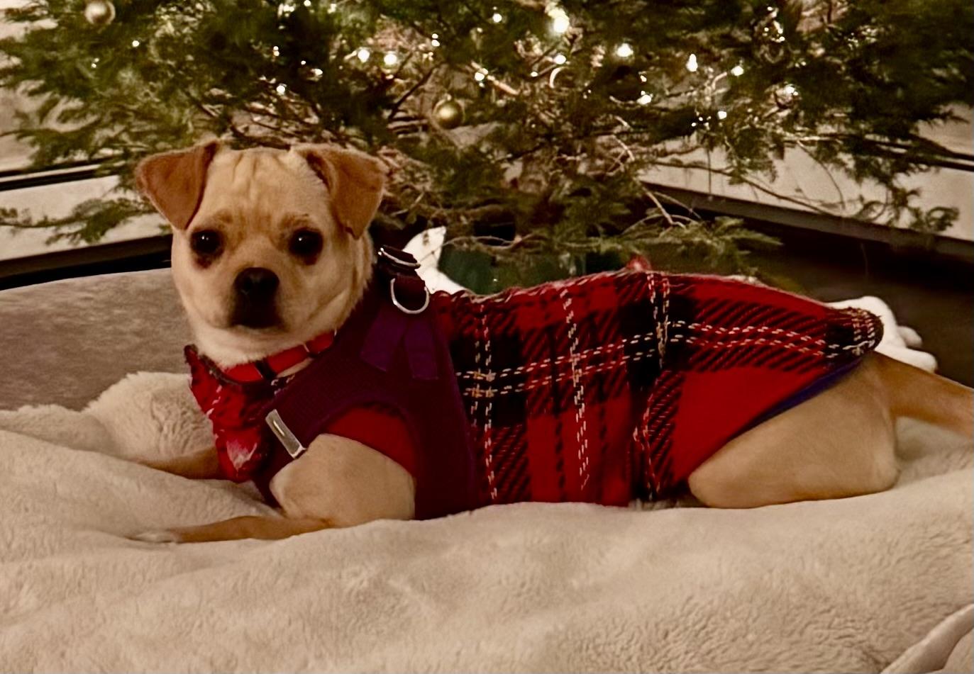 Judy, ADOPTABLE, Young Female Puggle.