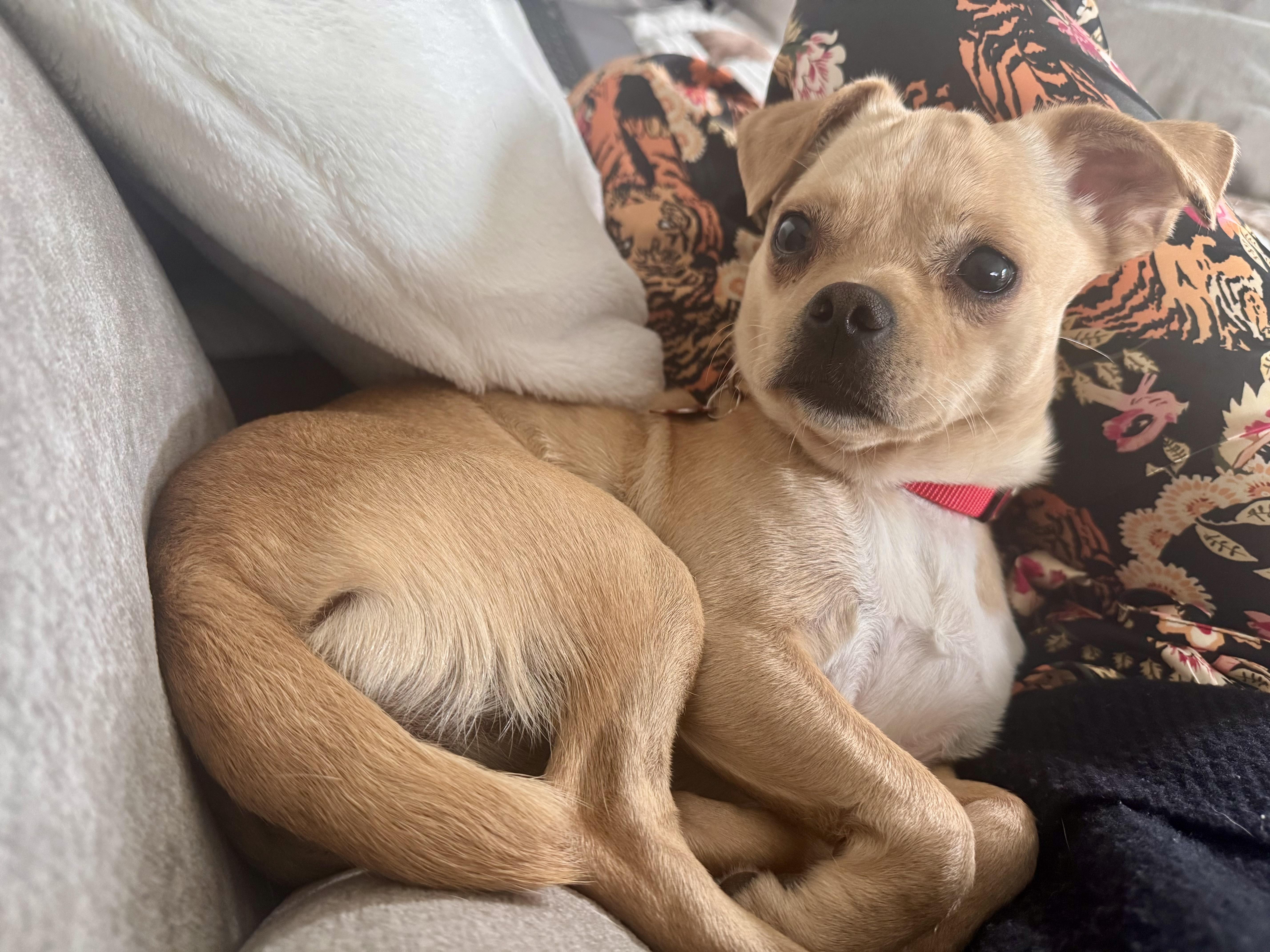 Enlarge Judy, a ADOPTABLE mixed breed in Long Beach, NY image 2/2