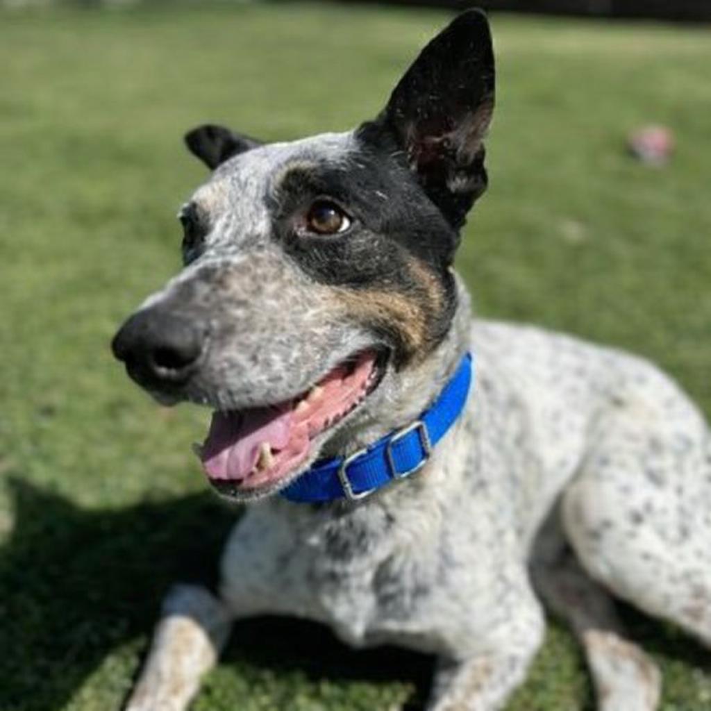 Frijol — thumbnail 2