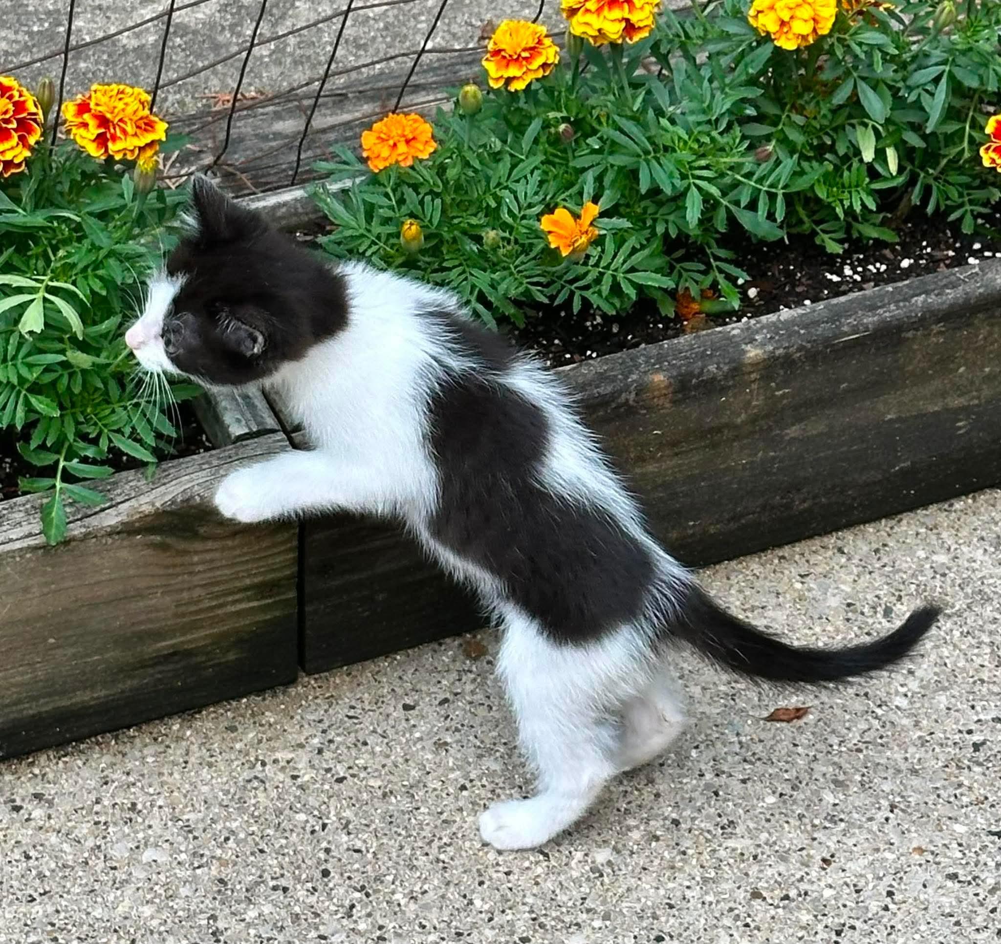 Pippa - Sweet and affectionate, a Adoptable Domestic Short Hair in Muskego, WI image 3/6