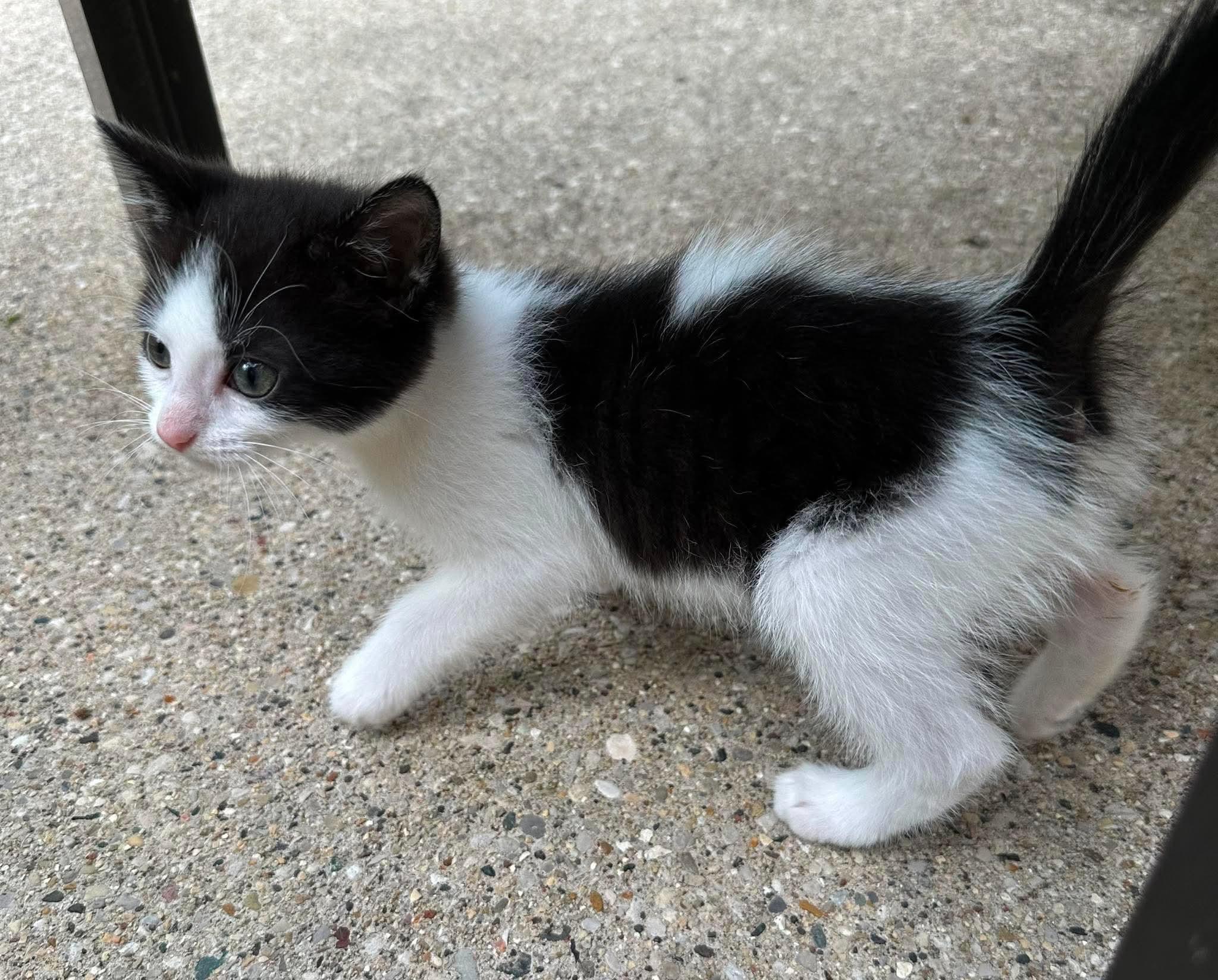 Pippa - Sweet and affectionate, a Adoptable Domestic Short Hair in Muskego, WI image 4/6