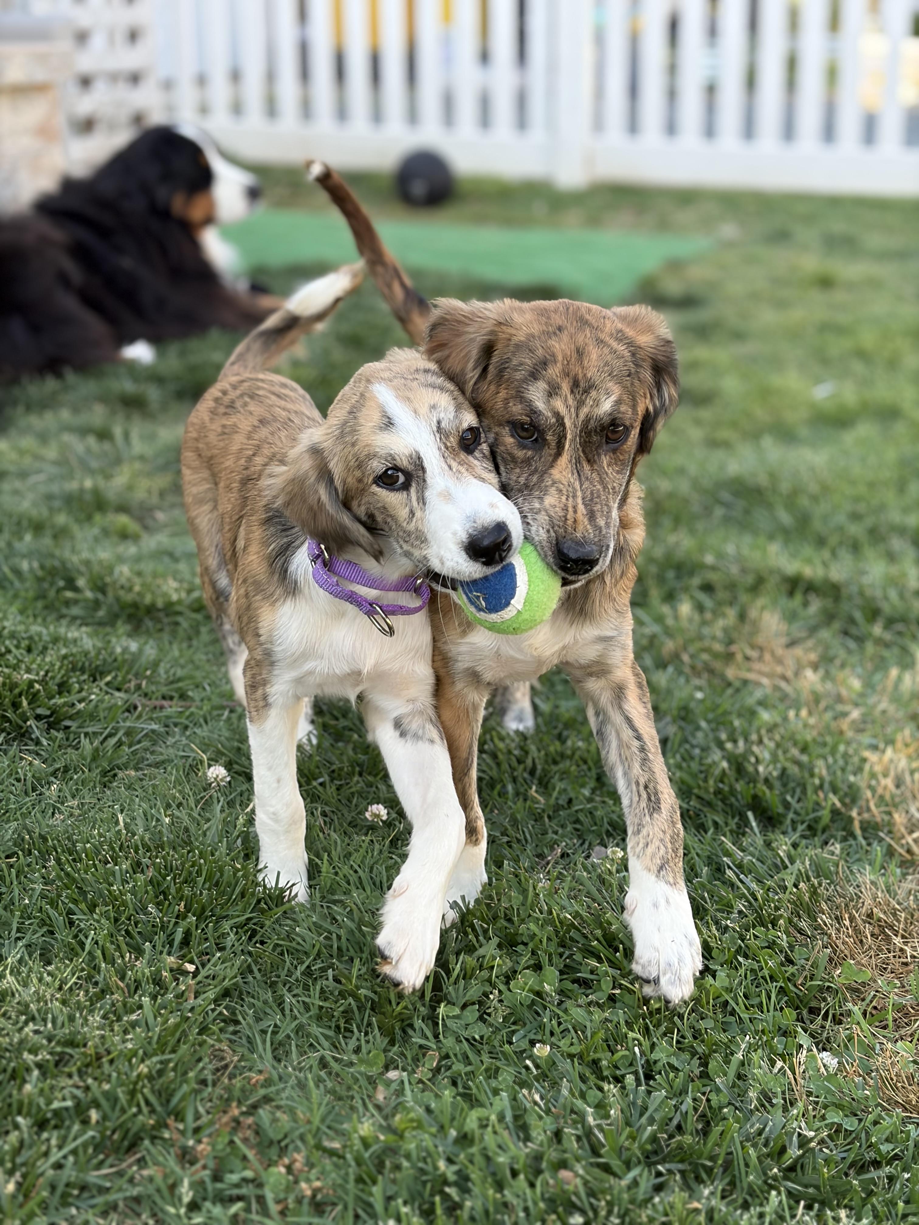 SOPHIE, a Adoptable mixed breed in Edgewater, MD image 3/6