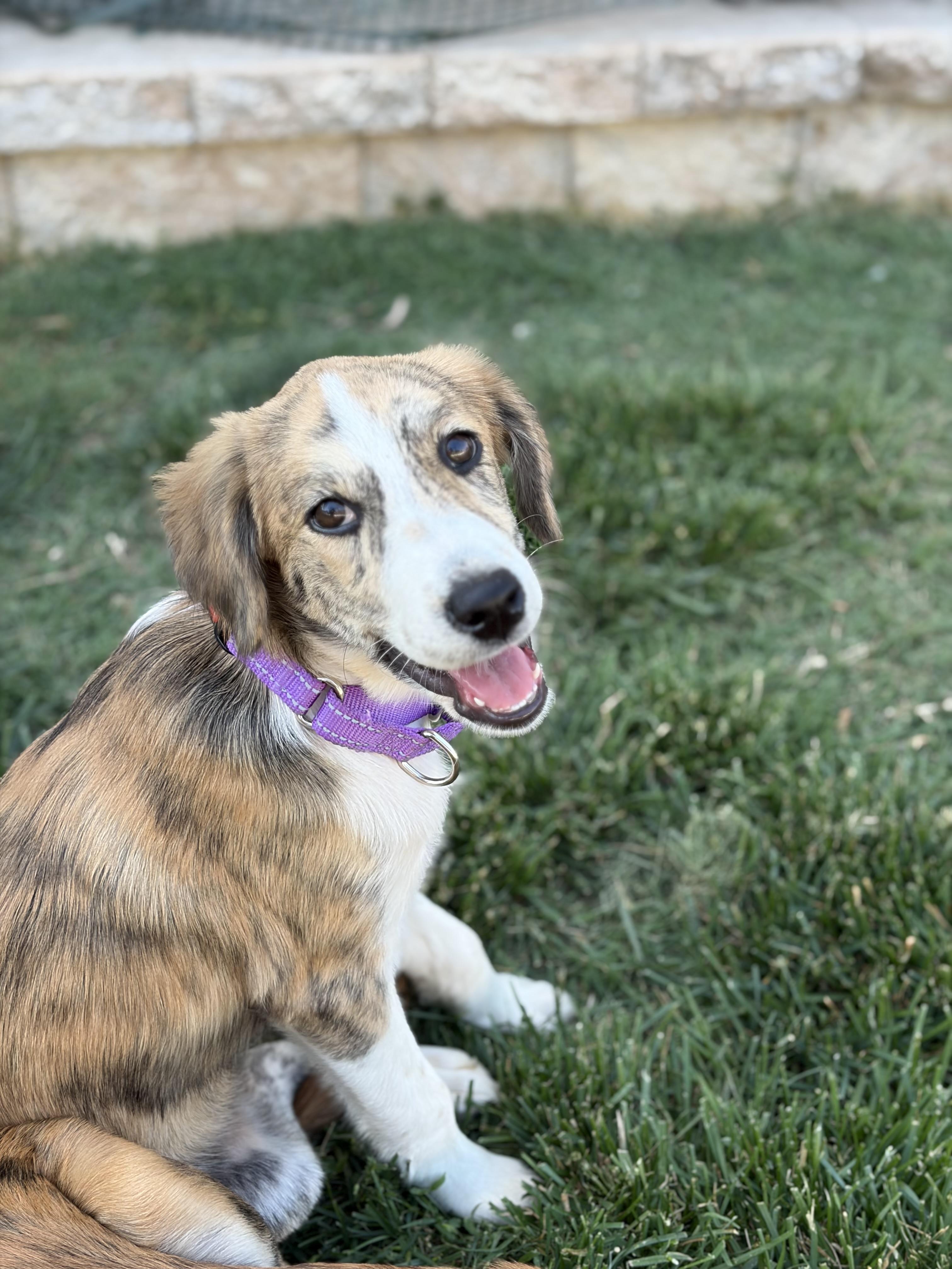 SOPHIE, a Adoptable mixed breed in Edgewater, MD image 1/6
