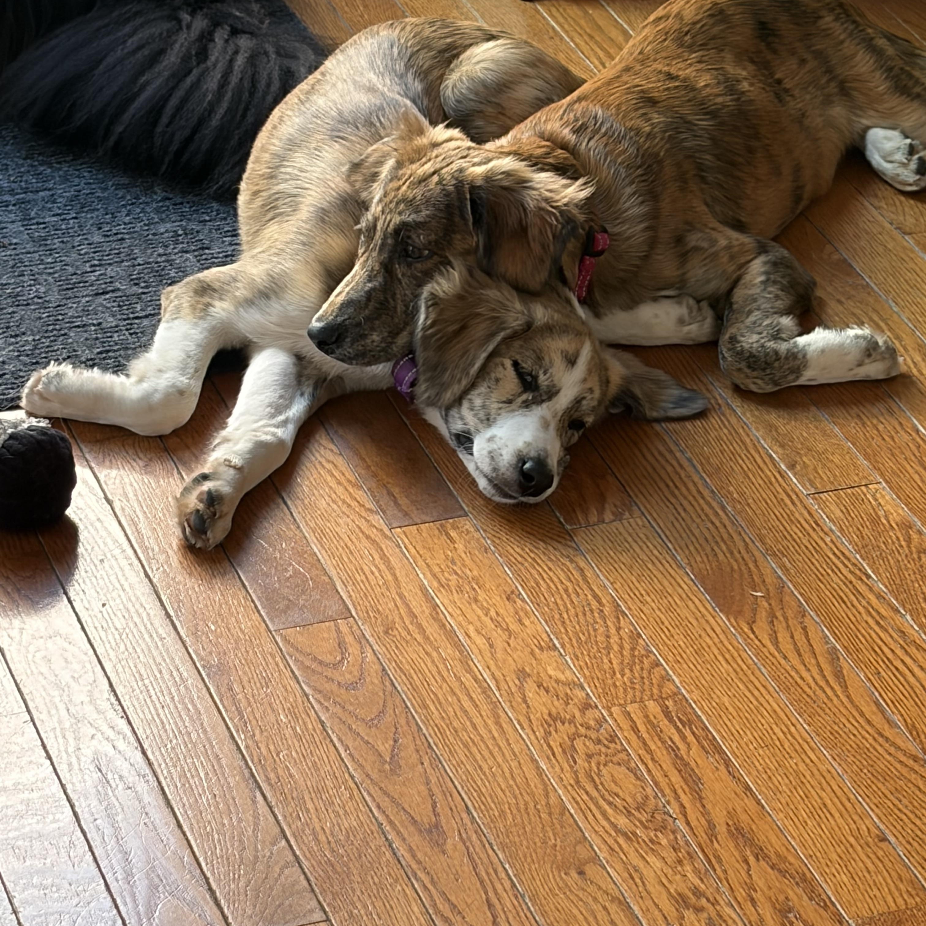 SOPHIE, a Adoptable mixed breed in Edgewater, MD image 6/6