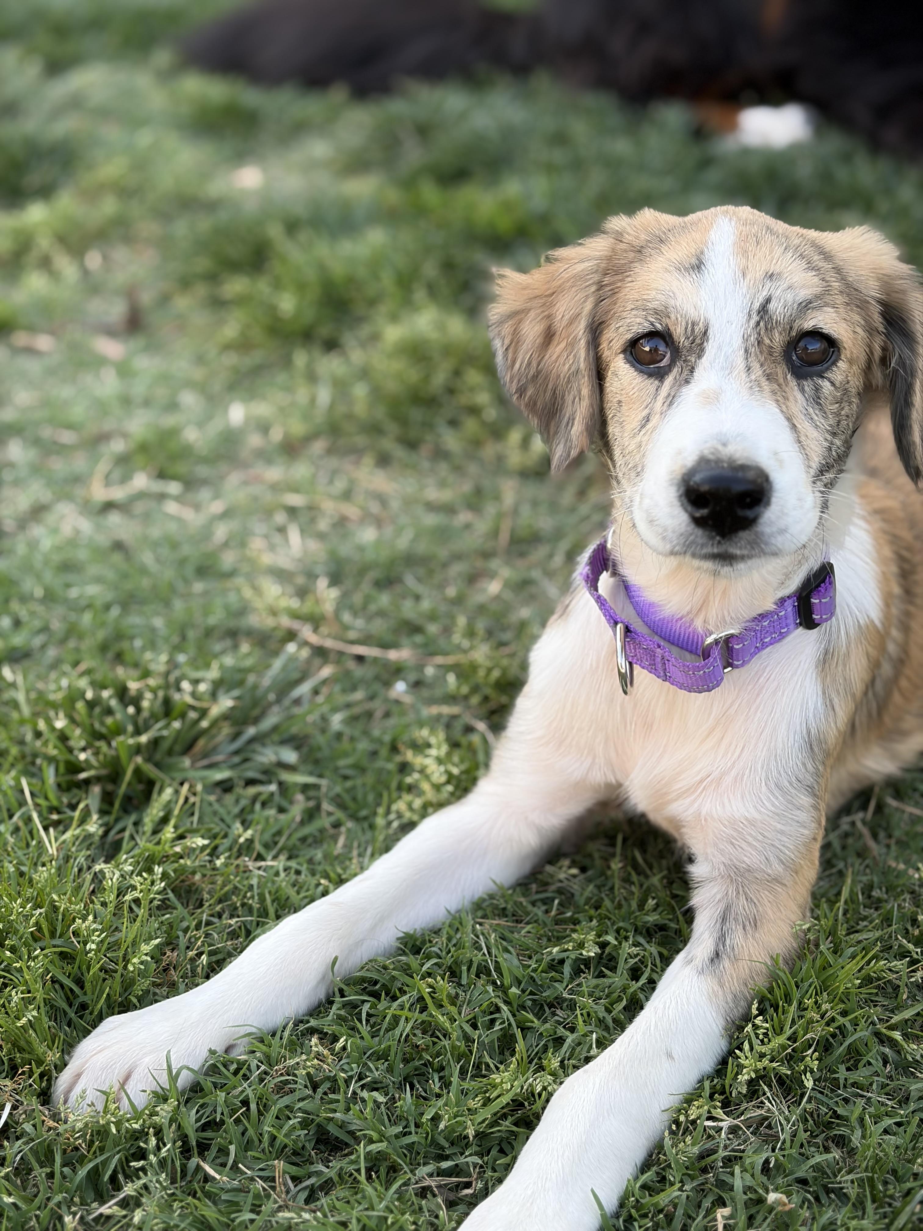 SOPHIE, a Adoptable mixed breed in Edgewater, MD image 2/6