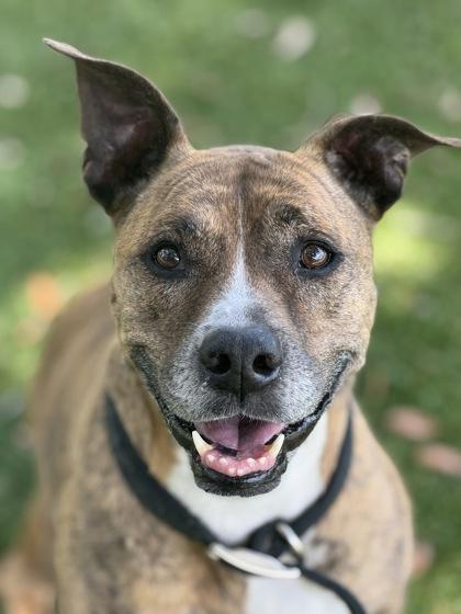 Lauris - 1, Adoptable, Young Female Mountain Cur & Mixed Breed.