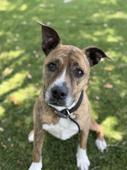 Enlarge Lauri - 1, a Adoptable mixed breed in Daytona Beach, FL image 1/2