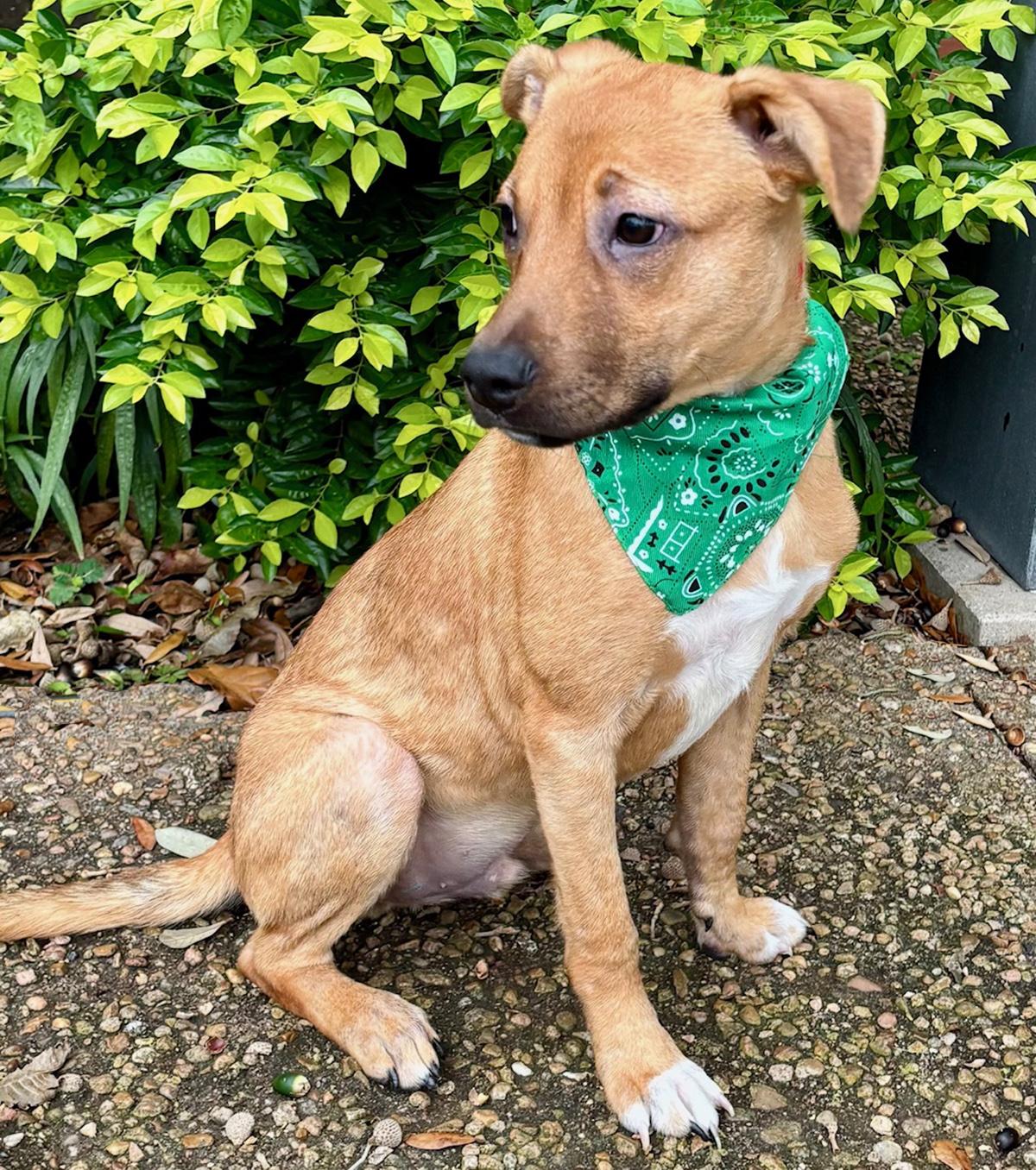 Enlarge GABE - SWEET LITTLE FELLOW!, a Adoptable mixed breed in Boston, MA image 2/6