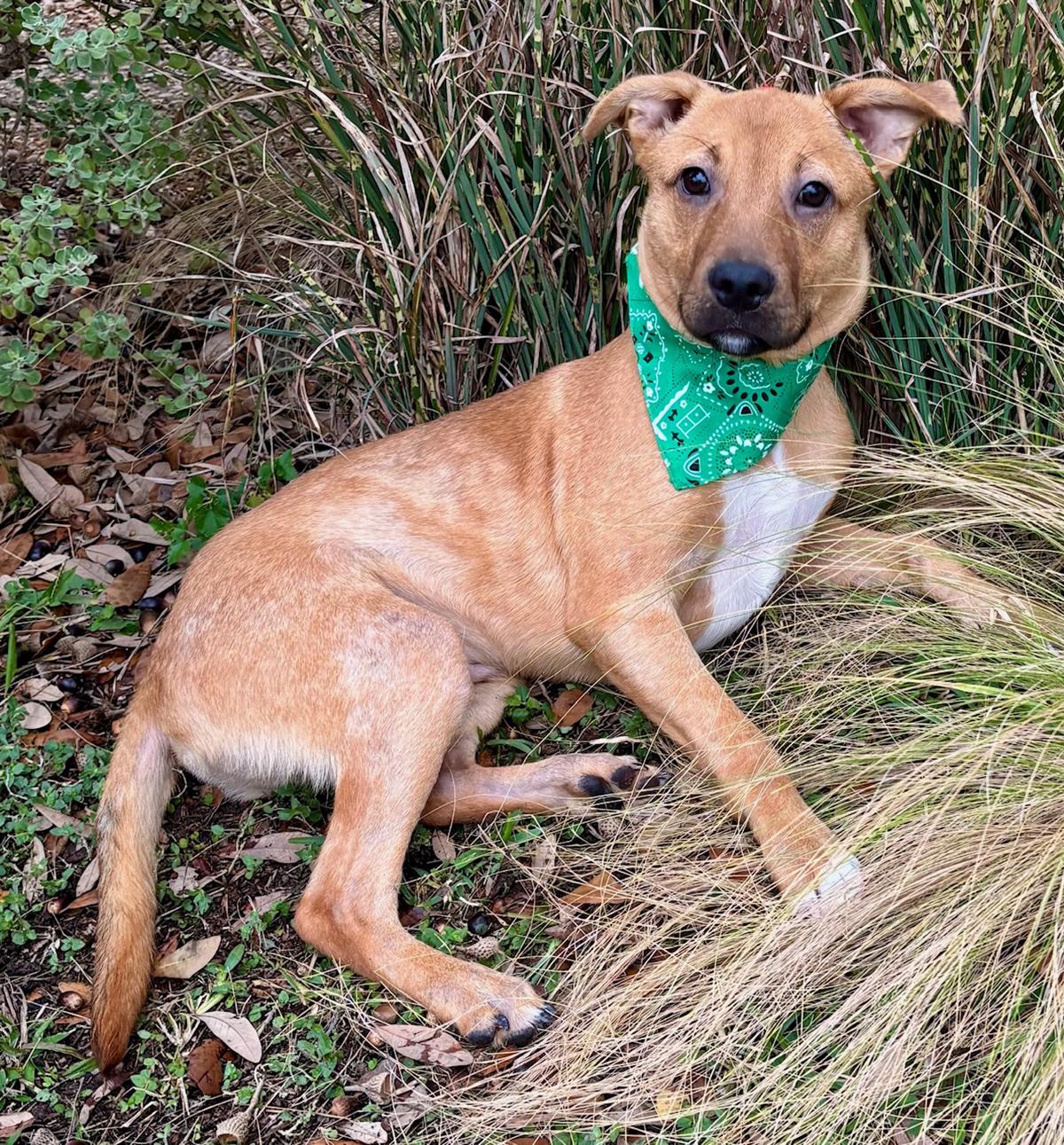 Enlarge GABE - SWEET LITTLE FELLOW!, a Adoptable mixed breed in Boston, MA image 1/6