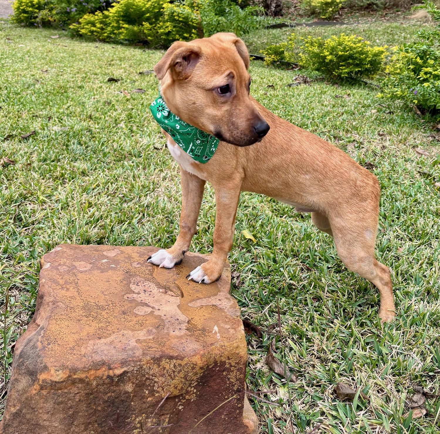 Enlarge GABE - SWEET LITTLE FELLOW!, a Adoptable mixed breed in Boston, MA image 6/6